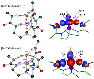 (a) Optimized geometries of species 1 and 2 along with geometrical parameters and (b) weak H-bond stabilization interaction between O(LP)→BD*(NH) bonds.
