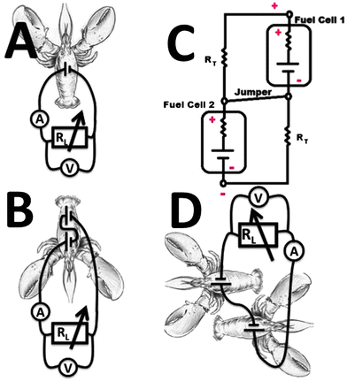 The cartoons showing schematically different wirings of the biocatalytic electrodes implanted in lobsters: (A) A single pair of the biocatalytic cathode–anode implanted in the lobster. (B) Two pairs of the biocatalytic cathodes–anodes implanted into the same lobster and connected in series. (C) The electrical circuitry equivalent to the wiring scheme shown in B. (D) Two pairs of the biocatalytic cathodes–anodes implanted into two different lobsters and connected in series.