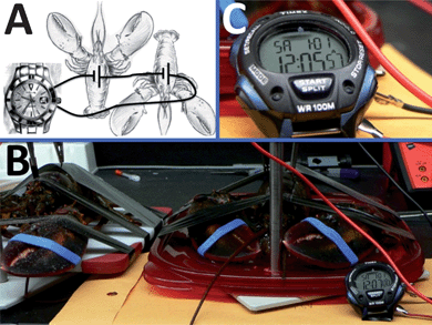The biofuel cell composed of two pairs of the biocatalytic cathodes–anodes implanted in two lobsters wired in series and used for powering an electronic watch. (A) The wiring scheme. (B) The photo of the setup. (C) The operating watch – close view.