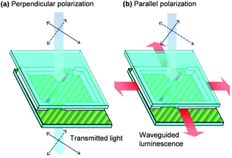 Orientation of fluorescent and dichroic dye molecules along the direction of rubbed polyamide channels by liquid crystal induced alignment. This configuration allows a luminescent solar concentrator to work as a polarizer. (a) Light with perpendicular polarization to the fluorescent dye molecules is transmitted. (b) Light with parallel polarization to the fluorescent dye molecules is captured and then reemitted and waveguided to the edges.