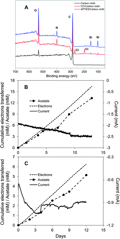 
            S. ovata electrosynthesis of acetate with carbon cloth cathodes coated with cyanuric chloride or 3-aminopropyltriethoxysilane. (A) XPS spectra untreated and treated carbon cloth. (B) Electron consumption, acetate and current production over time with the cyanuric chloride-coated carbon cloth. (C) Electron consumption, acetate and current production over time with the 3-aminopropyltriethoxysilane-coated carbon cloth. Results shown are from a representative example of three replicate cultures.