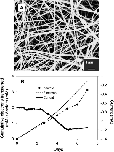 
            S. ovata electrosynthesis of acetate with carbon cloth cathode coated with PANi–PAN. (A) SEM image of the PANi–PAN coated carbon cloth. (B) Electron consumption, acetate and current production over time. Results shown are from a representative example of three replicate cultures.