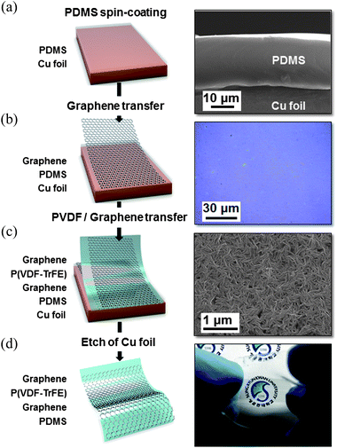 Fabrication process of a stretchable NG (a) PDMS stretchable rubber template on the Cu foil, (b) transparent graphene sheet transferred to PDMS/Cu, (c) P(VDF-TrFE) and graphene sheet transferred to graphene/PDMS/Cu, and (d) stretchable NG with sandwiched graphene electrodes.