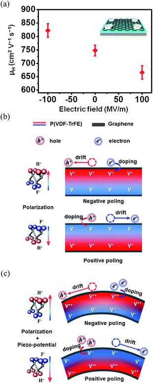 (a) Carrier mobility of graphene sheets vs. the electric field applied to P(VDF-TrFE) in the poling process; the inset is a schematic of a sample prepared for Hall measurements. (b) Proposed mechanism for the carrier mobility switching of graphene when subjected to ferroelectric remnant polarization with negatively and positively poled P(VDF-TrFE). (c) Ferroelectric remnant polarization and piezoelectric effect with strain of P(VDF-TrFE).