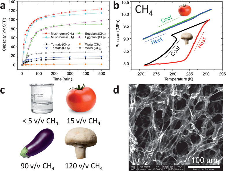 (a) CH4 and CO2 sorption kinetics for bulk water, tomato, eggplant (aubergine), and mushroom samples; (b) (P, T) plot illustrating formation of methane clathrate in mushroom but not tomato sample; (c) comparison of CH4 storage capacities after 500 min gas contact time for different natural materials, and for bulk, unstirred water; (d) scanning electron micrograph showing fine, porous structure of the mushroom sample which allows rapid gas transport to occur. Scale bar = 100 μm.