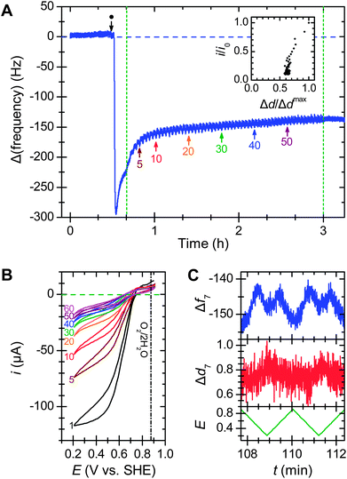 Effect of potential cycling on bilirubin oxidase adsorbed on a 3-mercaptopropionic acid layer. (A) Frequency response from the addition of 24 mg ml−1MvBOx (●) followed by 60 potential cycles between 0.91 and 0.11 V vs. SHE at 10 mV s−1 (green dashed lines); arrows mark the start of numbered cycles. Inset shows the relationship between enzyme activity (current at the lowest potential for that scan) and energy dissipation for each scan, normalized to values from scan 1. (B) Selected scans from the cyclic voltammetry. (C) Frequency (Hz) and dissipation (ppm) responses with applied potential (V vs. SHE) for scans 30 and 31. Conditions: O2-saturated 0.1 M sodium phosphate buffer pH 6.0 at 25 °C flowing at 0.1 ml min−1 with continuous O2 bubbling; 7th harmonic.