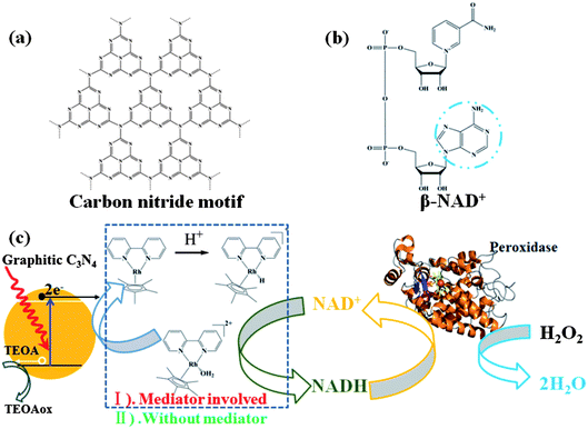 Schematic illustration of the interaction between g-C3N4 and β-NAD+. (a) Illustration of a perfect graphitic carbon nitride constructed from heptazine building blocks. (b) Molecular structure of β-NAD+. (c) Illustrated scheme of photocatalytic regeneration of NADH in the absence or presence of Mediator and H2O2 reduction mediated by Horseradish Peroxidase in the presence of photogenerated NADH.