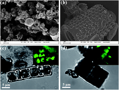 Typical morphology characterizations of DE-g-C3N4. (a) Large area overview of the DE-g-C3N4, showing the well distributed diatom–carbon nitride composite. (b) The magnified image of the DE-g-C3N4, demonstrating the excellent coating of the single frustule with the carbon nitride material. (c and d) The microscopy investigations of DE-g-C3N4 with the inset showing the confocal fluorescence images under 488 nm excitation, further indicating the excellent g-C3N4 coating on the entire frustule.