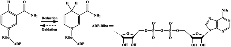 Redox equilibrium between β-NAD+ and NADH.