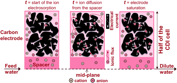 Schematic view of the time-dependent two-dimensional porous electrode model, combining a sequence of sub-cells in the flow direction, with ion fluxes into the electrode. A symmetric CDI geometry is assumed, thus only half of a cell is depicted. The electrode contains an electrolyte-filled volume allowing for ion transport, and carbon material in which ions and charge are stored. Electrical current (denoted by “+”) flows through the conductive carbon material.