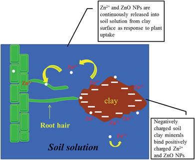 Schematic representation of the dynamics of Zn in soil solution and the uptake process by plants.