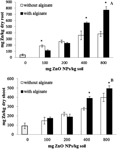 Average Zn concentrations in roots (A) and shoots (B) of corn plants grown for 30 days in soil treated with ZnO NPs from 0 to 800 mg kg−1 with and without alginate. Data are the average of three replicates. Error bars stand for standard deviation. *Significantly different (p ≤ 0.05).