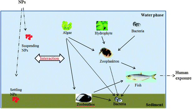 The food web in the aquatic environment.