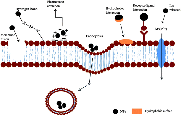 The interactions between NPs and a cell membrane. NPs can be adsorbed on the membrane (phospholipid bilayer) through receptor–ligand interactions, hydrophobic interactions, electrostatic attractions and hydrogen bonds. When membrane fusion occurs, the NPs can cross the membrane and enter the cells directly. Metal ions released from the NPs can be transported into the cells via certain membrane channels. Endocytosis occurs directly across the membrane and the NPs are wrapped inside.