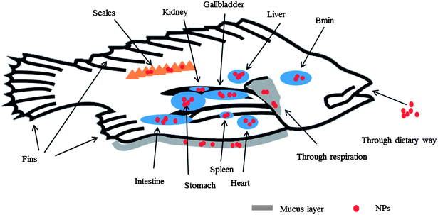 Adsorption of NPs on the outer surfaces and distribution in the main internal organs of fish. The involved outer interfaces contain scales, mucus layers, fins, and skin. NPs inside the fish may group in some of the organs, including gill, stomach, intestine, gallbladder, liver, kidney, spleen, heart, and brain.