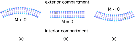 Sign convention for mean curvature M: (a) The mean curvature is positive if the membrane bends locally away from (or bulges locally towards) the exterior compartment; (b) the mean curvature vanishes for a planar membrane; and (c) the mean curvature is negative if the membrane bends locally away from (or bulges towards) the interior compartment.
