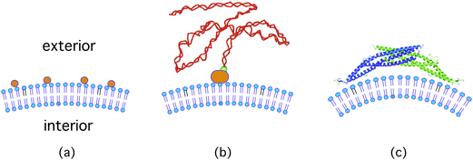 Membrane curvature generated by adsorption from the exterior compartment: (a) adsorption of ions or small molecules (orange): the membrane curves towards the adsorbate;12 (b) adsorption of flexible polymers to membrane anchors,20 such as biotinylated DNA (red) to membrane-anchored avidin (orange);21 and (c) adsorption of N-BAR domain proteins that mold the local membrane shape.3,22 The thickness of the bilayer membranes (blue) is about 4 nm.