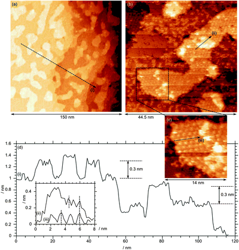 STM image after exposure of a clean Fe3O4(111) single crystal surface to molybdenum oxide followed by annealing in oxygen at 10−7 mbar. Total Mo concentration calculated from Mo(3d) XP spectra = 4.5 × 1014 cm−2. Profile (i) shows the typical 0.3 nm step height; profiles (ii) and (iii) show the 0.6 nm and 0.12 nm periodicity of the underlying structures. (Vb = +2.5 V, It = 0.525 nA).