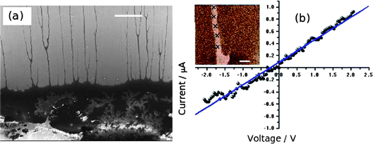 c-AFM measurements of Pd/DNA nanowires. (a) Electron micrograph of the dense mass of Pd/DNA nanowires (lower third of image); single Pd/DNA nanowires are seen protruding from the mass (scale bar = 20 μm). (b) Current–voltage curve with the tip contacting a single nanowire (inset = cAFM current image, data scale = 500 nA, tip/sample bias = 5 V, scale bar = 1 μm).