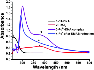 UV-Vis absorption spectra at different stages of the synthesis process: absorption spectra of CT-DNA (curve 1); aqueous K2PdCl4 solution (curve 2); the Pd(ii)-DNA complex before DMAB treatment (curve 3) and the Pd/DNA solution after DMAB reduction (curve 4) showing the loss of the Pd(ii) band near 400 nm.