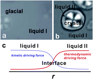 (a) Droplets of the glacial phase observed with polarizing microscopy under the crossed Nicols condition (60 min at Ta = 220 K). (b) Formation of liquid II in the presence of TPP crystal spherulites formed at 237 K, which was observed with polarizing microscopy under the crossed Nicols condition. The layer of liquid II, which has no birefringence, is formed on the surface of the TPP spherulite (60 min after quenching to 220 K). We can clearly see liquid II completely wets the pre-existing crystal spherulite. (c) Schematic figure showing the spatial change in the kinetic driving force for crystal nucleation (mobility) and the thermodynamic driving force determined by the crystal–liquid interfacial tension. The total driving force should be maximum at the interface.