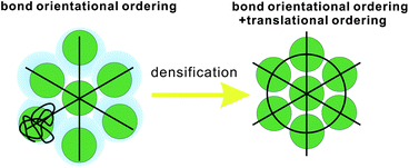 Schematic figure explaining the relation between bond orientational ordering and translational ordering. A structure having only bond orientational order has a room of a similar amount of thermal fluctuations (or, free volume) for each particle and thus it reduces the correlational entropy at the expense of the orientational configurational entropy. This situation is favoured in an intermediate density region where the density is high enough for a completely random state not to be favoured but low enough for the reduction of the configurational entropy associated with translational ordering not to take place. Without bond orientational order, the free volume for each particle fluctuates too largely, which leads to the loss of correlational entropy at this density regime. Upon its densification, translational order is automatically gained, if the size polydispersity is not so large. However, this happens only for a spatial region where pre-existing bond orientational order has a phase coherency. This mechanism is crucial when we consider crystal nucleation (see section 7).