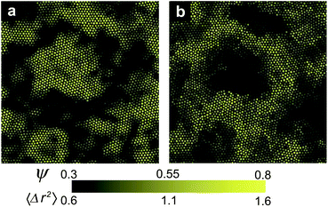 Relationship between glassy structural order and local mobility in 2DPC (ϕ = 0.740 and the polydispersity Δ = 9%). (a) The spatial distribution of the coarse-grained hexatic order parameter ψ. (b) The spatial distribution of the mean-square displacement over 10τα. We can see the almost one-to-one correspondence between highly ordered regions and regions of low mobility (or low fluidity). This figure is reproduced using a part of Fig. 1 of ref. 67.