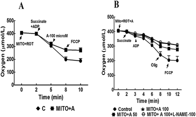 (A) Oxygen consumption of isolated liver mitochondria (0.35 mg mitochondrial protein) incubated in respiratory buffer. Addition of 100 μM l-arginine inhibited ADP-dependent (state 3) oxygen consumption that is not altered in presence of FCCP. (B) Oxygen consumption rate was inhibited by l-arginine in dose-dependent manner which is not altered in presence of 100 μM l-NAME (a NO synthase inhibitor). Rot, rotenone; Succ, succinate; Mito, mitochondrial suspension; ADP, adenosine diphosphate; FCCP, carbonylcyanide p-(trifluoromethoxy)phenylhydrazone; Olig, oligomycin; l-NAME, l-NGω-nitroarginine methyl ester.