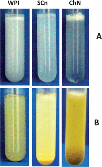 General appearance of diluted 1 : 20 (v/v) oil-in-water emulsions (oil 10% w/w) initially stabilized with 0.5% w/w ChN, 0.5% w/w WPI or 0.5% w/w SCn (A) after 2 h following the addition of the buffer solution (phosphate buffer 10 mM, pH 7.0, 5 mM CaCl2), and (B) after 2 h following incubation with the duodenal components: lipase (1.6 mg mL−1) and bile extract (5 mg mL−1) (at T = 37 °C, 5 mM CaCl2, pH 7.0).
