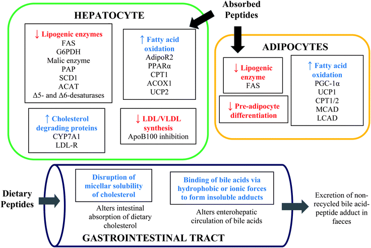Proposed mechanisms of the hypolipidaemic functions of food protein hydrolysates and peptides in hepatocytes, adipocytes and intestinal tract. FAS, fatty acid synthase; G6PDH, glucose 6-phospahte dehydrogenase; PAP, phosphatidate phosphohydrolase; SCD, stearoyl-CoA desaturase; ACAT, acyl-CoA cholesterol acyl transferase; AdipoR2, adiponectin receptor; PPAR, peroxisome proliferator-activated receptor; CPT, carnitine palmitoyltransferase; ACOX1, acyl-coenzyme A oxidase; UCP, uncoupling proteins; CYP7A1, 7α-hydroxylase; LDL-R, low density lipoprotein receptor; ApoB, apolipoprotein B; PGC-1α, PPAR-γ coactivator-1α; MCAD, medium chain acyl-CoA dehydrogenase; LCAD, long-chain acyl-CoA dehydrogenase.