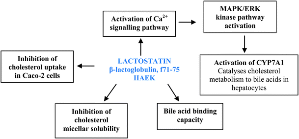Molecular roles of milk-derived lactostatin in lowering lipids based on in vitro and cell culture studies.