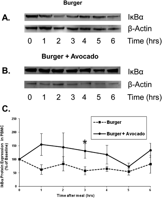 Avocado inhibits NFκB activation in peripheral blood mononuclear cells following a burger meal. Protein levels of IκB-α, the endogenous inhibitor of the NFκB pathway, were determined by Western blots. Representative Western blots showing IκB-α protein degradation following consumption of the burger (A) vs. preservation of IκB-α when avocado was added to the burger (B). (C) Normalized values are expressed as a percentage of the baseline value. Preservation of IκB-α protein by avocado was most pronounced at 3 h post-meal (*p < 0.05 burger vs. burger + avocado). Data represent mean ± SEM for 9 subjects.