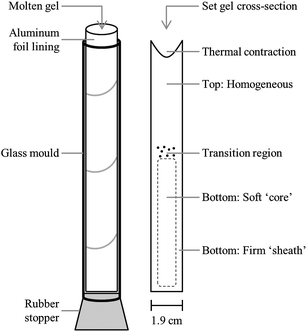 Schematic diagram of (left) an oleogel cooling vessel lined with aluminum foil and plugged with a rubber stopper (right) cross-section of an oleogel taken out of the vessel after cooling, which undergoes fractionation. The different regions which exhibit different physical properties within the gel have been labelled.