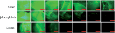 Exemplary fluorescent microphotographs, showing the retention of casein, β-lactoglobulin and dextran on buccal mucosa against the number of washes with artificial saliva. Scale bars indicate 500 μm at image magnification. Fluorescent microphotographs for other experiments are not shown.