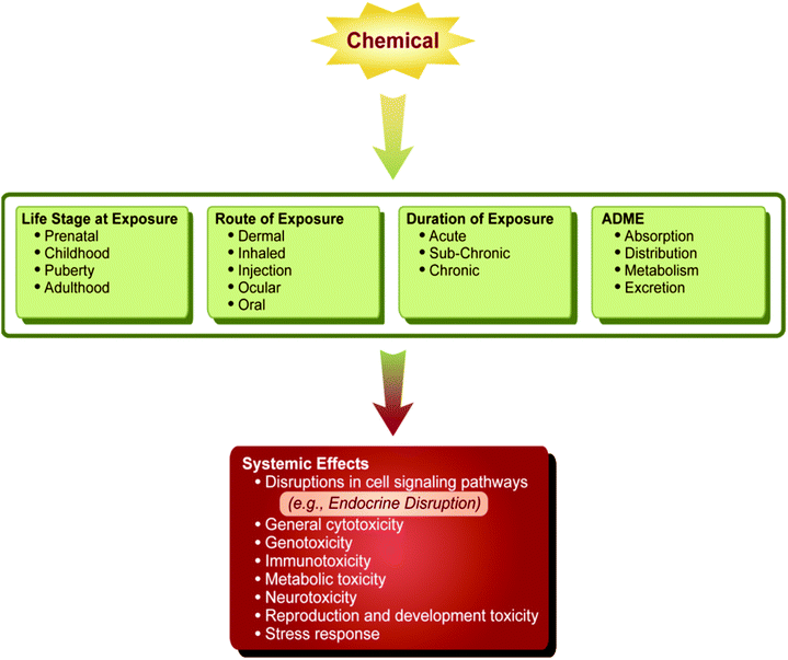 Multiple factors contribute to a chemical's ultimate systemic effect on an organism, including age at exposure, route and duration of exposure, and metabolism of the chemical. There may be a period of latency following the exposure, such that effects of a chemical may not manifest until later in life.