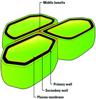 Porous structure of lignocellulosic tissue. Reproduced with permission from ref. 11.