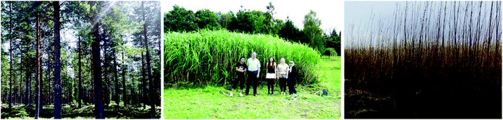 Cultivation of lignocellulosic biomass for biorefinery application: (a) a softwood forest, (b) Miscanthus plantation and (c) a coppice of willows.