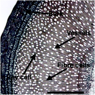 Cross section of a willow showing the bark, fibre cells, the vessels involved in nutrient transport and longitudinal ray cells. Adapted with permission from ref. 35. Scale bar = 1 mm.