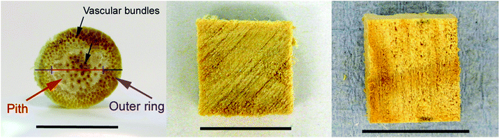 Biomass chips of Miscanthus, willow and pine. Scale bar = 10 mm.