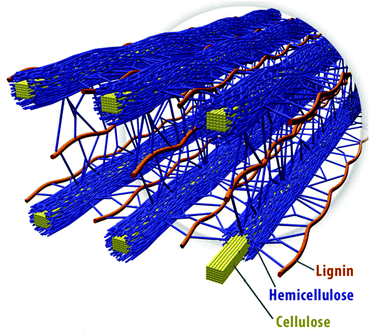 Spatial arrangement of cellulose hemicellulose and lignin in the cell walls of lignocellulosic biomass. Reproduced with permission from ref. 11.