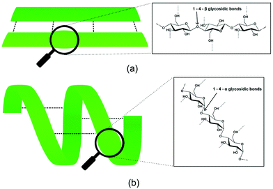 Impact of the geometry at the anomeric carbon on the polymer conformation. (a) A stretched chain is observed for cellulose with β-configuration the biological conformer (cellulose I) being a flat sheet composed of several strands linked by hydrogen-bonds (---) and (b) helical conformation of a starch molecule with an α-conformation.