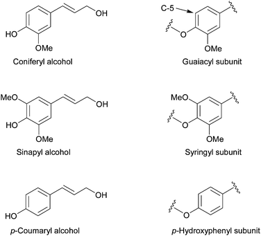 The three monolignols from which lignin is synthesised. The monomers vary in the substitution at the C-3 and C-5 ring positions.