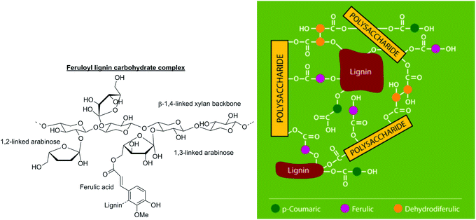 Grass lignin–carbohydrate complexes involving ferulic acid (left). The network that is formed, mediated by ferulic acid, is depicted on the right. Adapted with permission from ref. 30.