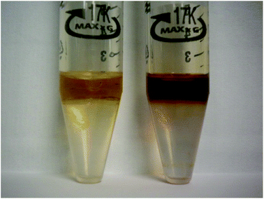 Color change observed during period IV transition metal extraction. The first tube shows us the IL tetraoctylammonium linoleate before metal extraction is shown (left). In the second tube we observe the same IL after metal extraction (right).