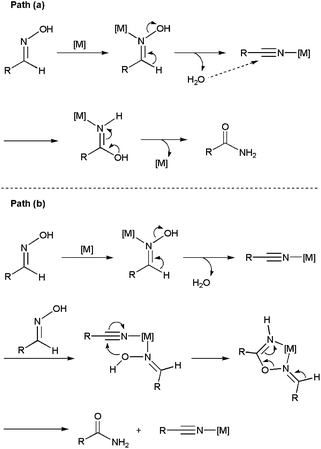 Proposed mechanisms for the catalytic rearrangement of aldoximes to amides.
