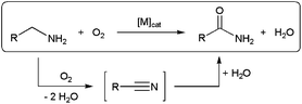 Oxidative hydration of primary amines to amides via nitrile intermediates.