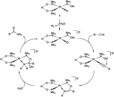 Suggested mechanism for the catalytic hydration of nitriles by complex 1.