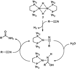 Suggested mechanism for the hydration of nitriles by the Ni dimer 7.
