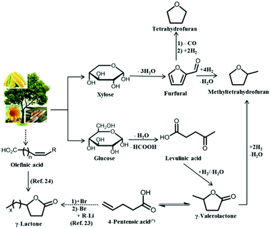 Pathways for the production of THF, GVL and other γ-lactones from biomass. (*)2- and 3-pentenoic acid are also formed in the isomerization, however, the consecutive reaction takes place with the 4-pentenoic acid isomer.