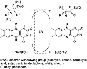 Asymmetric reduction of activated alkenes by ene-reductases (ER).